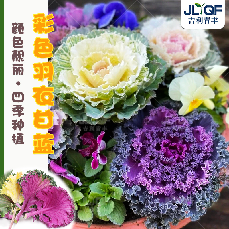 羽衣甘蓝种子花卉四季