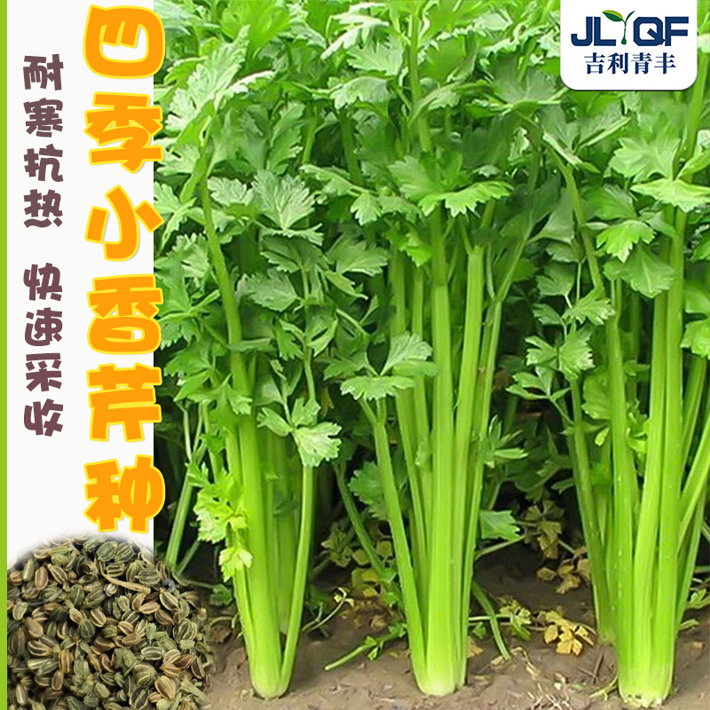 四季小香芹种子白杆荷兰贵族