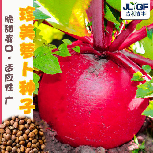 珍美红萝卜种籽蔬菜种子大全