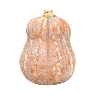 粉糯蜜香南瓜种子春四季高产香甜密本南瓜种孑高产迷你小南瓜种籽