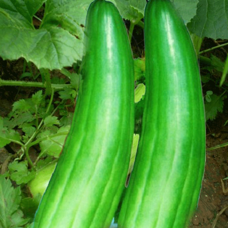 青龙菜瓜种子甜脆多汁脆瓜种籽生食凉拌腌制梢瓜种孑四季蔬菜大全