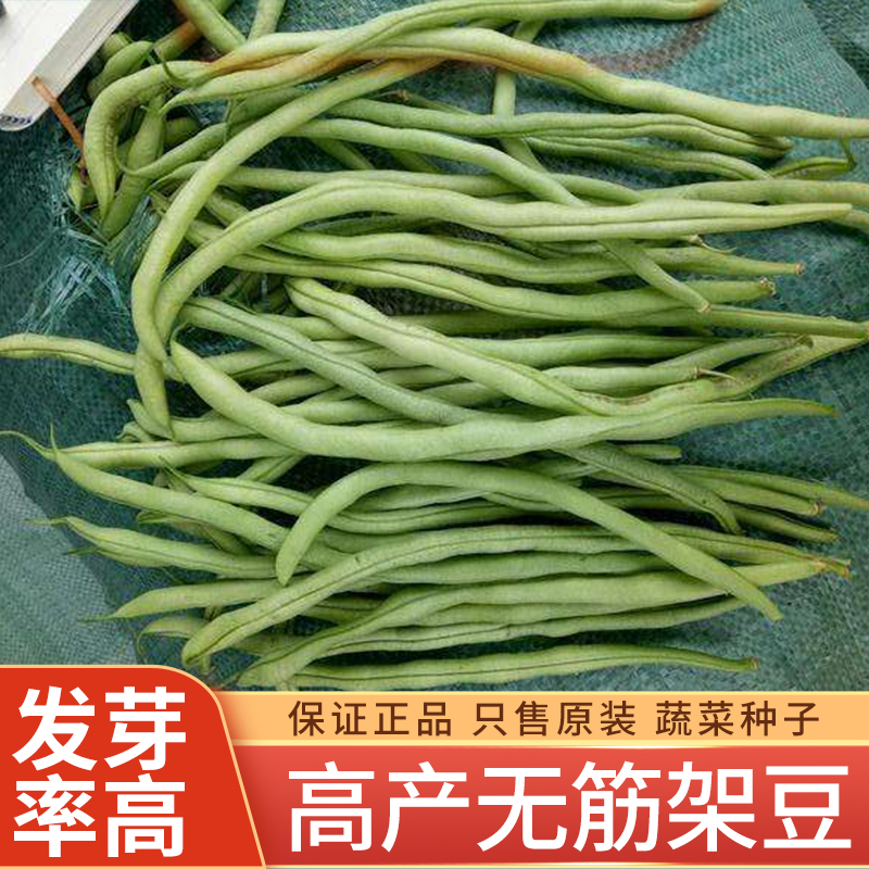 种孑四季豆高产藤架蔬菜