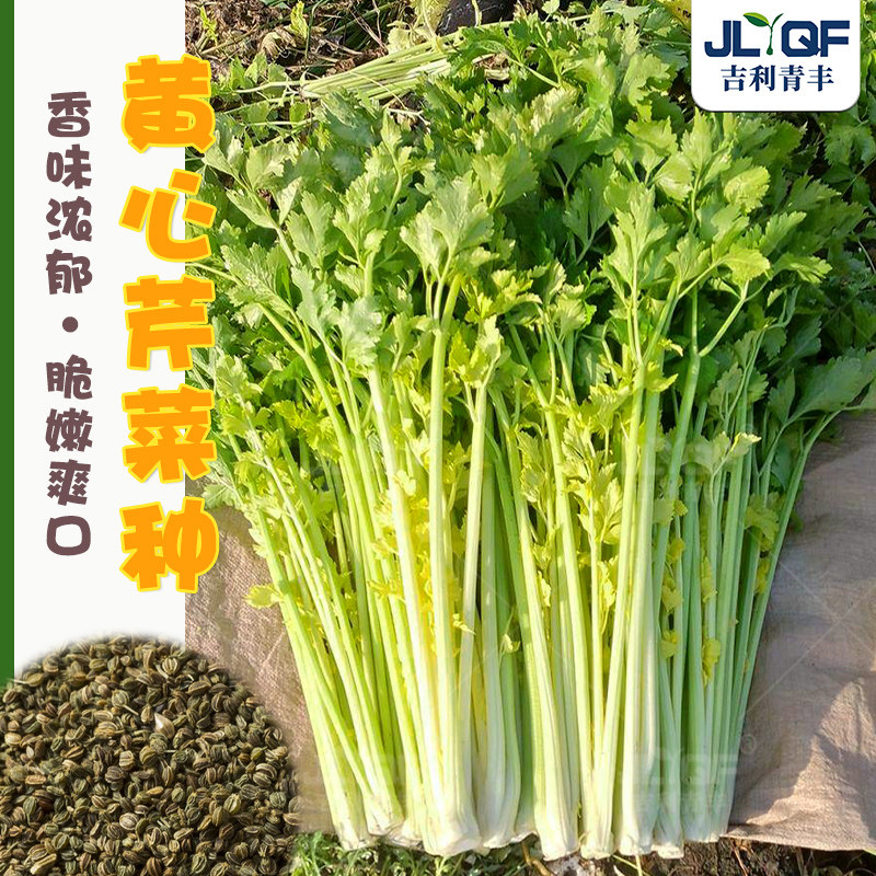 泰国黄心芹菜种子大全四季图片