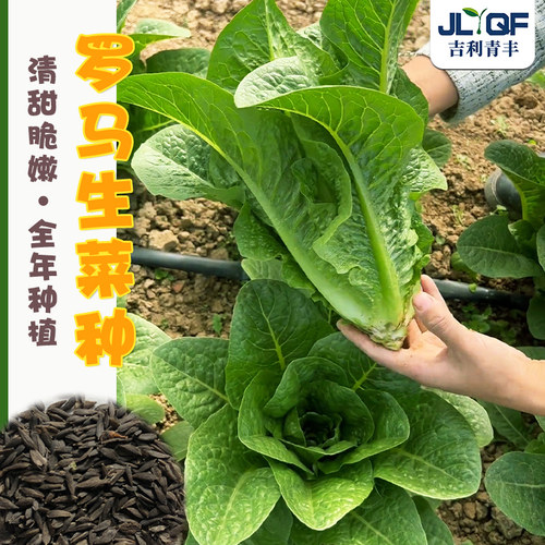 罗马生菜种孑四季养生孔雀菜