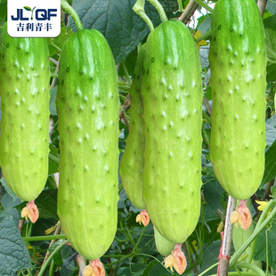 高产水果黄瓜种子唐山秋瓜籽种旱黄瓜春秋四季超甜满地爬青瓜盆栽