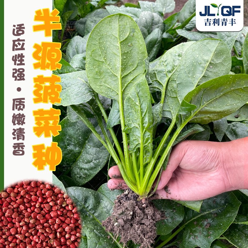 半源菠菜种子大全菠菜种籽春秋四季杂交高产阳台耐寒蔬菜种孑