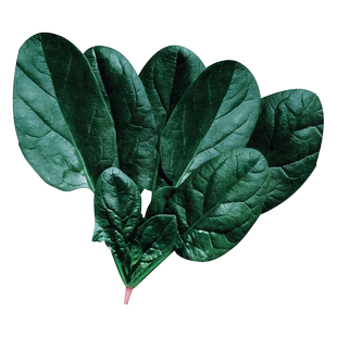 农家笨菠菜籽种秋冬四季耐寒趴地肉菠菜种孑圆叶红根塌地土波菜子