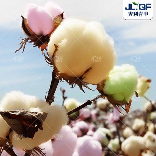 彩棉宝宝棉花种子四季