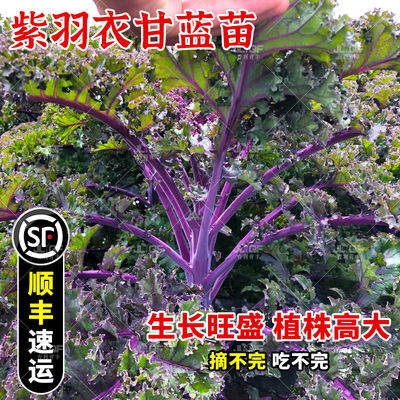 紫羽衣甘蓝种子食用甘蓝种籽春秋四季阳台观赏皱叶秧苗菜蔬菜种孑
