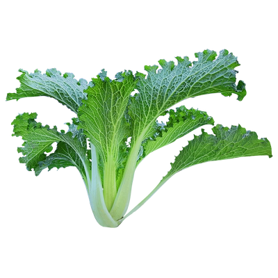 吴江香青菜种子江南绣花巾四季