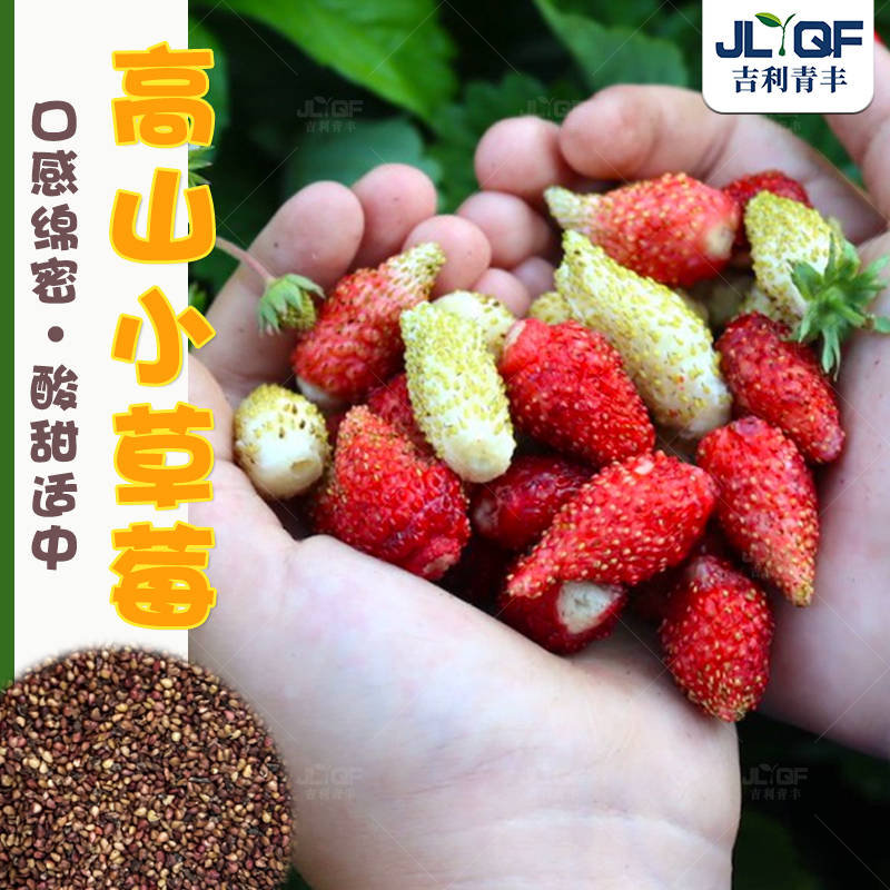 四季高山小草莓种子苗酸甜可口家庭盆栽草莓种孑春夏秋庭院果蔬籽