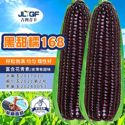 东北黑甜糯玉米种籽高产