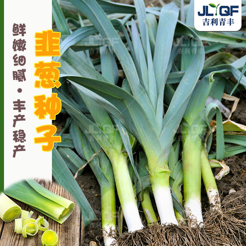 长白韭葱种子洋蒜苗四季