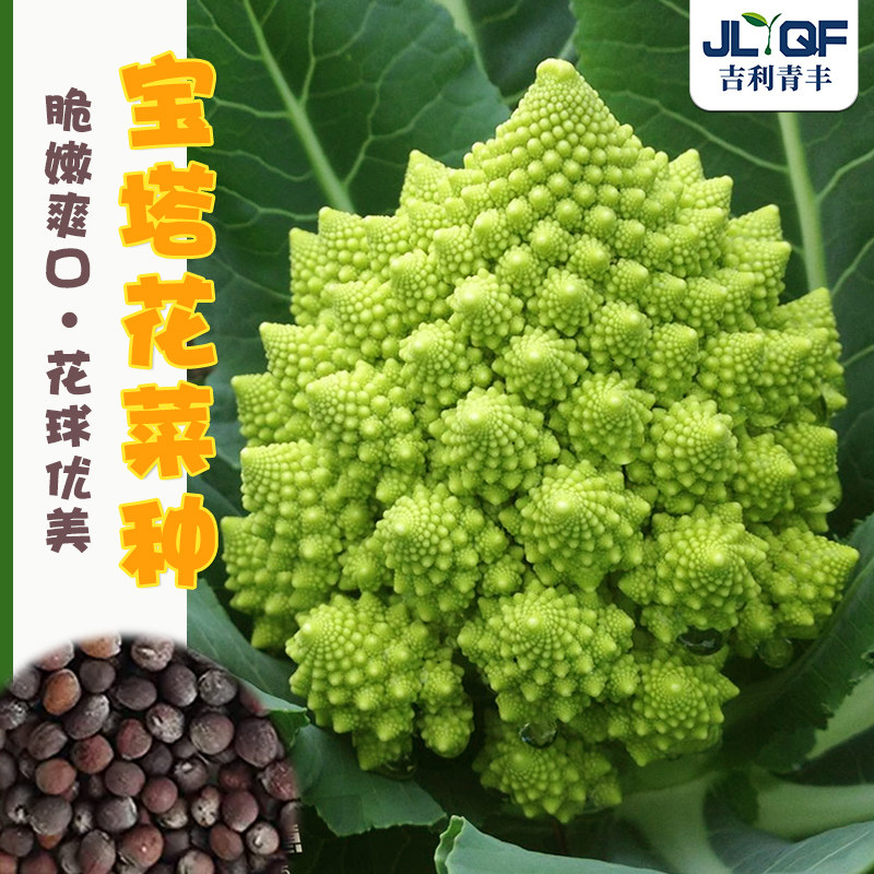 宝塔菜种子春秋冬四季黄色花椰菜种籽西蓝花螺丝花菜种孑阳台蔬菜