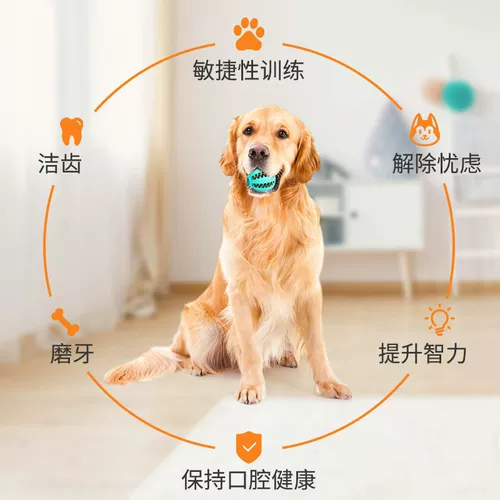 Резиновая игрушка, прыгучий мяч, домашний питомец