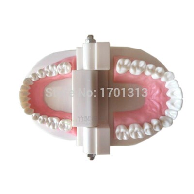 teaching tool Teeth model dental model  Special decoration C