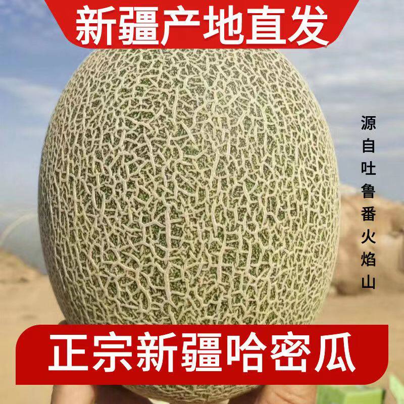正宗新疆吐鲁番哈密瓜西周蜜25号当季新鲜水果整箱10斤网纹瓜脆甜