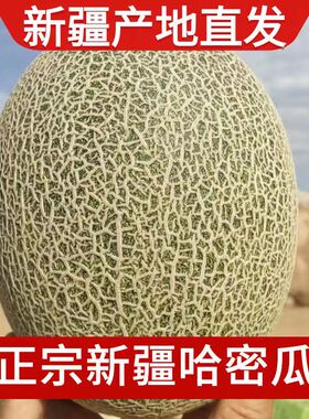 正宗新疆吐鲁番哈密瓜西周蜜25号当季新鲜水果整箱10斤网纹瓜脆甜