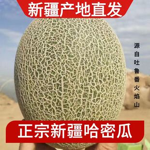 正宗新疆吐鲁番哈密瓜西周蜜25号当季新鲜水果整箱10斤网纹瓜脆甜