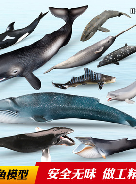 童德鲸鱼模型海洋动物玩具儿童仿真白鲸蓝鲸座头鲸虎鲸抹香鲸灰鲸