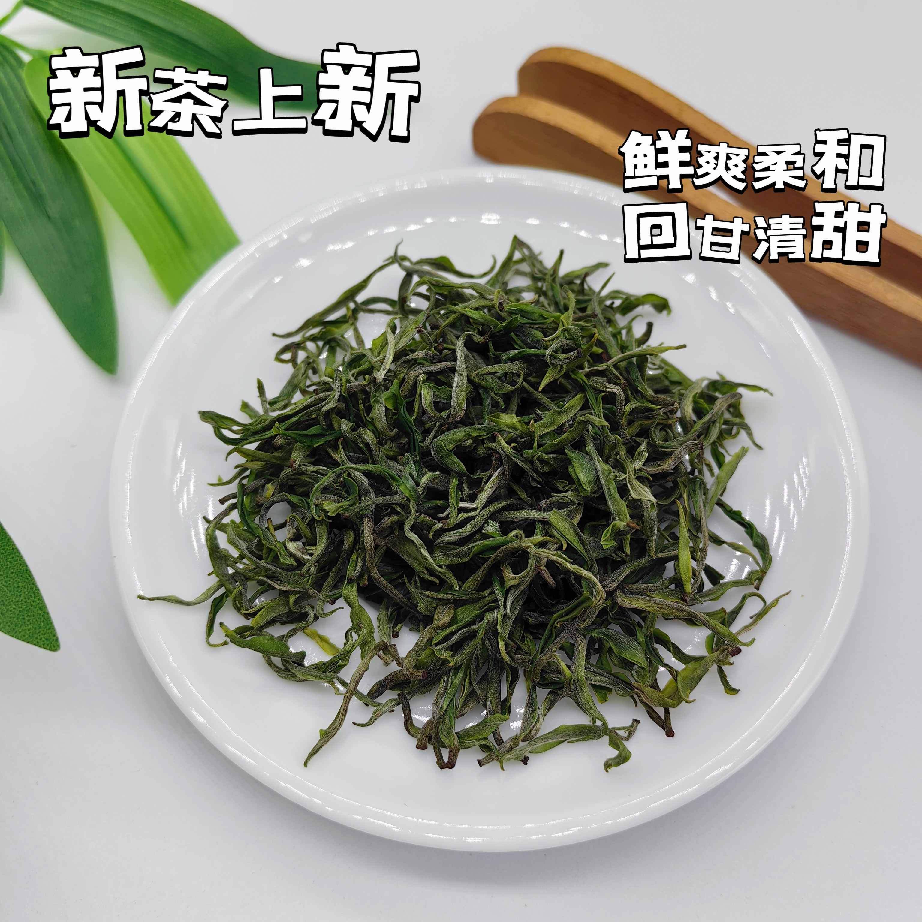 2026 保靖黄金茶2号头采