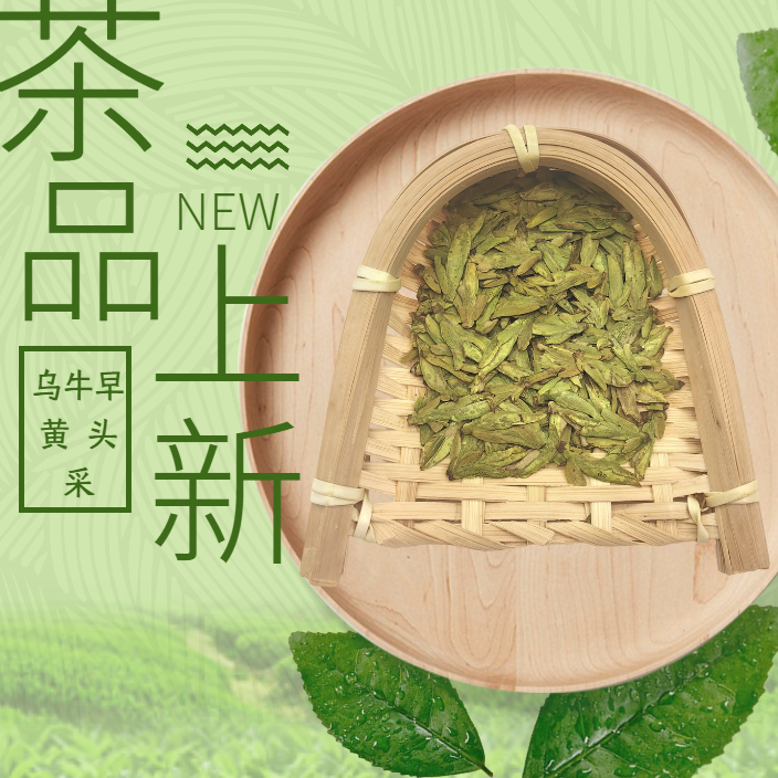 五合一/乌牛早黄头采龙白头采群体种绿版龙3头采黄版高山云雾花香