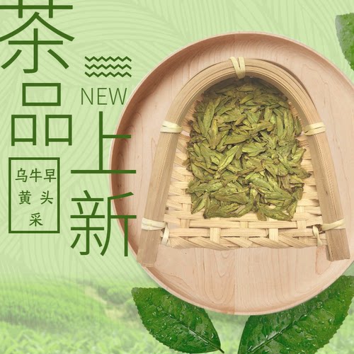 五合一/乌牛早黄头采龙白头采群体种绿版龙3头采黄版高山云雾花香