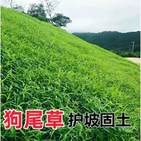 [Хвост хот -дога] 2 фунта временного повторного обеспечения дает счета -фактуры