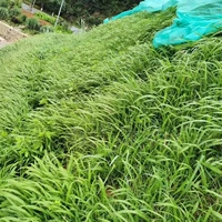 [Домашний Байси Цао]/1 фунт