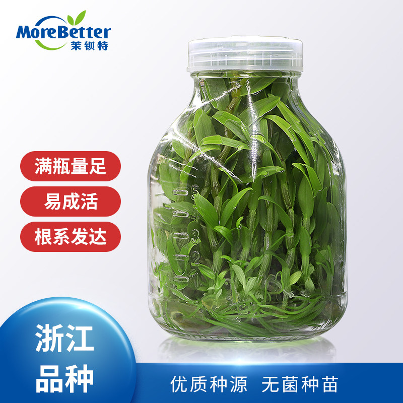 铁皮石斛组培苗铁皮石斛瓶苗铁皮枫斗苗红杆软脚正品品种种苗幼苗