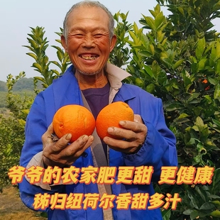 正宗湖北秭归纽荷尔长红香甜多汁果园现摘现发新鲜包邮