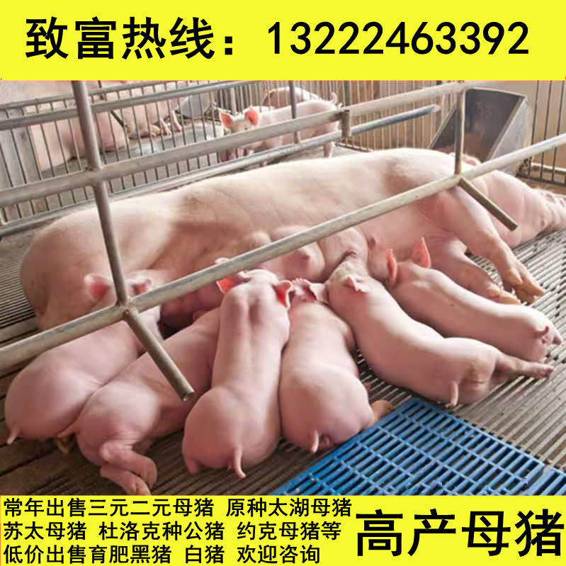 纯种杜洛克种公猪二元母猪仔活体原种太湖母猪长白大白约克母猪仔