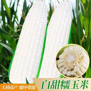 雪甜7401爆汁牛奶玉米种子微玉白水果苞米种籽春秋大田超甜可鲜食