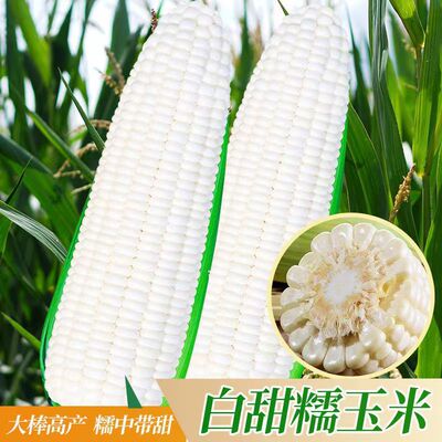 雪甜7401爆汁牛奶玉米种子微玉白