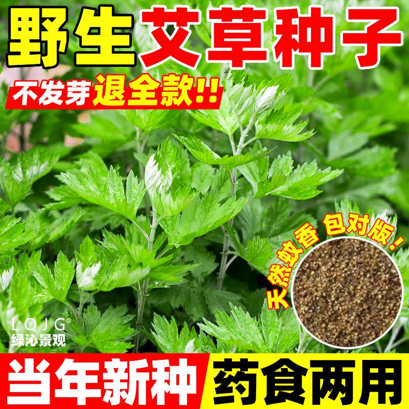 艾草艾叶靳种籽野生香艾草苗食用青团大叶艾蒿青蒿种子四季驱蚊草