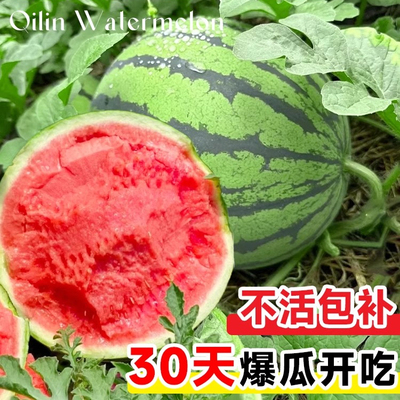 【99.9%成活率】8424麒麟西瓜苗