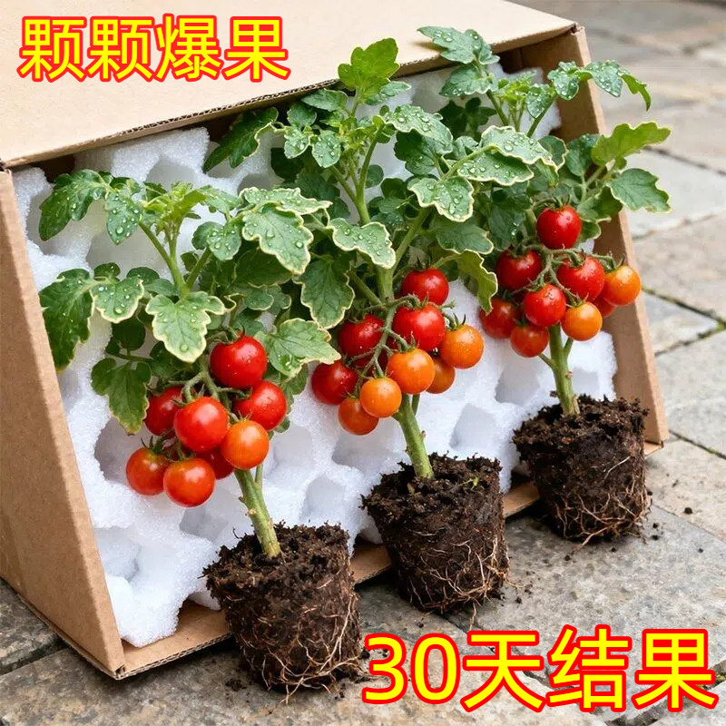 小番茄苗秧矮小盆栽春夏季西红柿图片