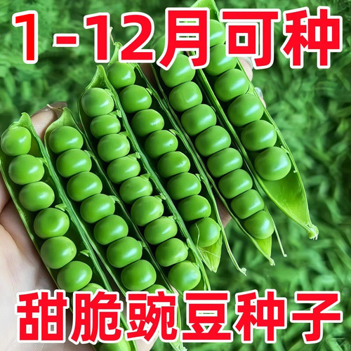 甜脆豌豆种子四季高产可生吃种孑
