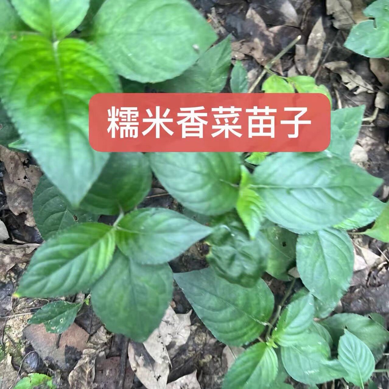 云南糯米香叶茶苗子云南绿植盆栽室内客厅办公室桌面绿植