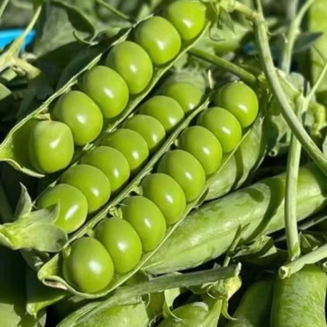 水果甜豌豆云南甜脆豌豆豌豆新鲜云南带壳青豆角粒农家蔬菜水果甜,水产肉类/新鲜蔬果/熟食,新鲜豆类,淘宝优惠券,粉丝福利购,淘宝优惠卷