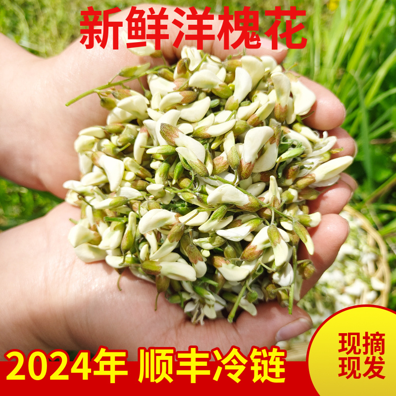 洋槐花新鲜河南槐花新鲜2024杨槐花野生花骨朵槐米当季野菜顺丰 水产肉类/新鲜蔬果/熟食 其它 原图主图