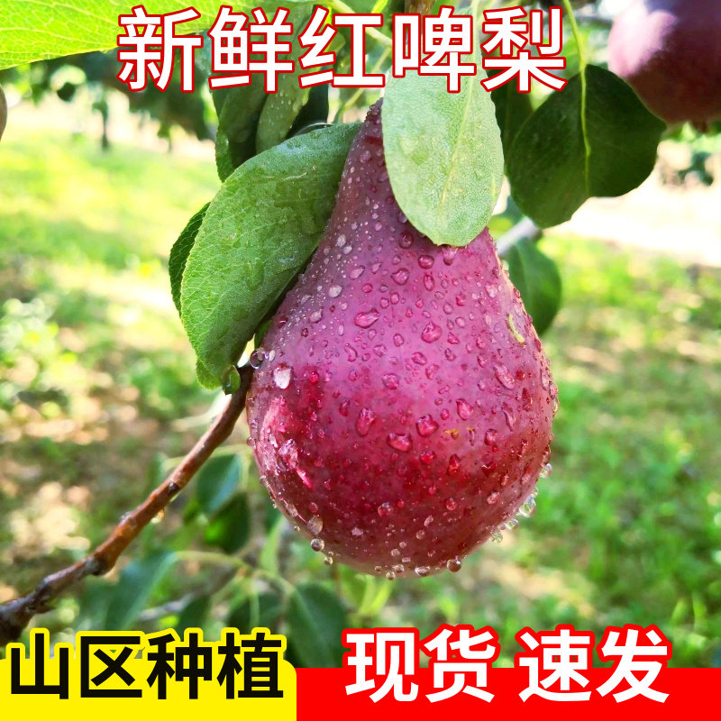 新鲜红啤梨香甜软糯脆甜无渣