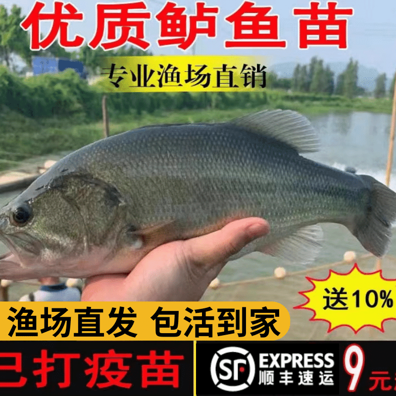 半斤加州鲈鱼苗可食用大口黑鲈路亚凶猛肉食淡水鳜鱼苗特大养殖小 宠物/宠物食品及用品 鱼 原图主图