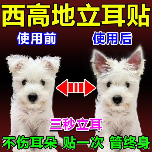 【贴1次终身不塌】西高地立耳贴