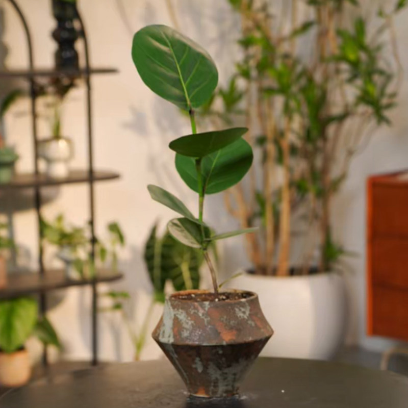 海葡萄绿植盆栽室内盆栽绿植果实可食用净化空气龙诚花盛真图片