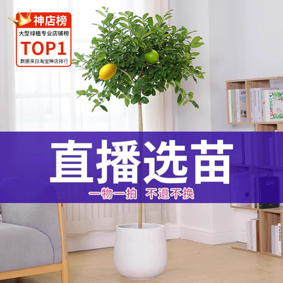 赤映绿植室内盆栽精品