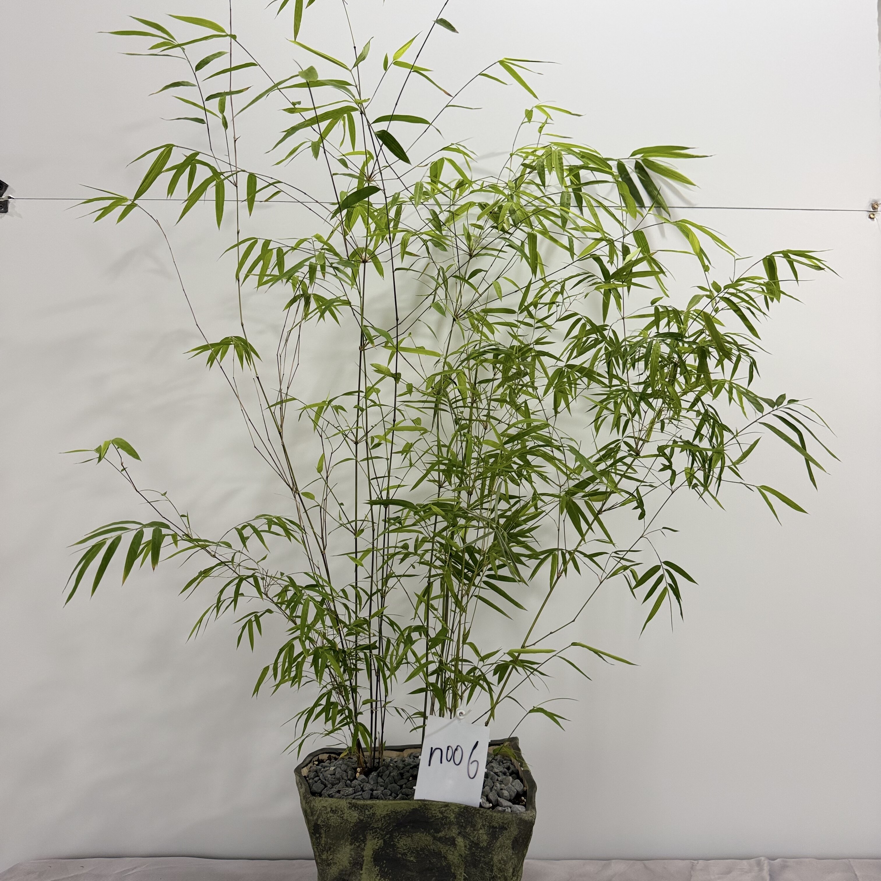 正宗内门竹禅意盆景高端茶