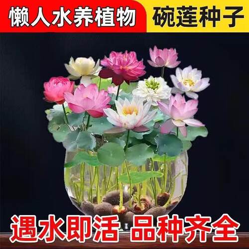【热卖爆款 厂家直发】碗莲遇水开花易活易养BZ