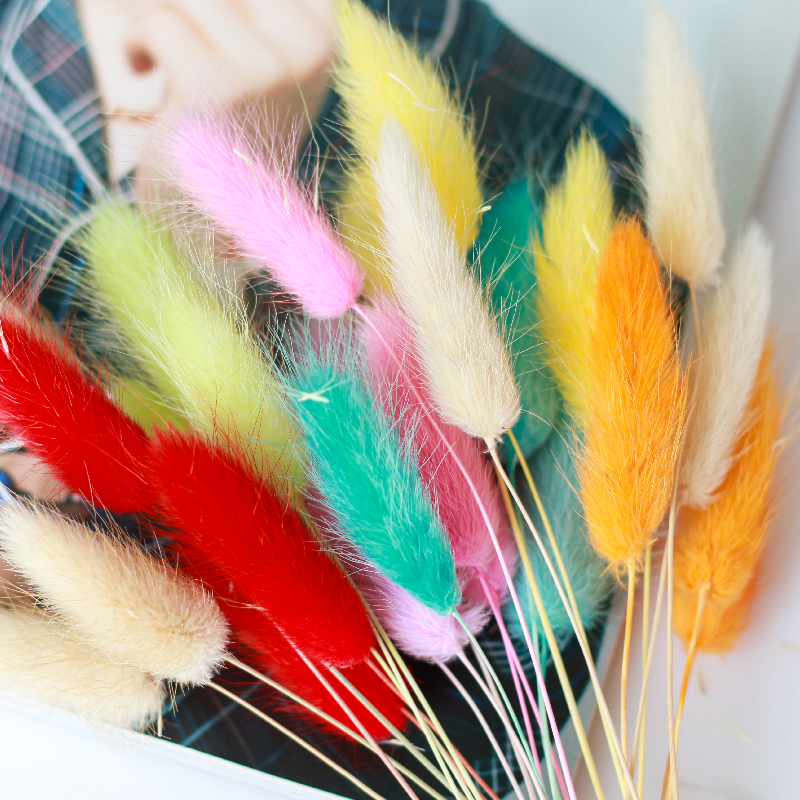 兔尾草手工DIY干花材料天然植物