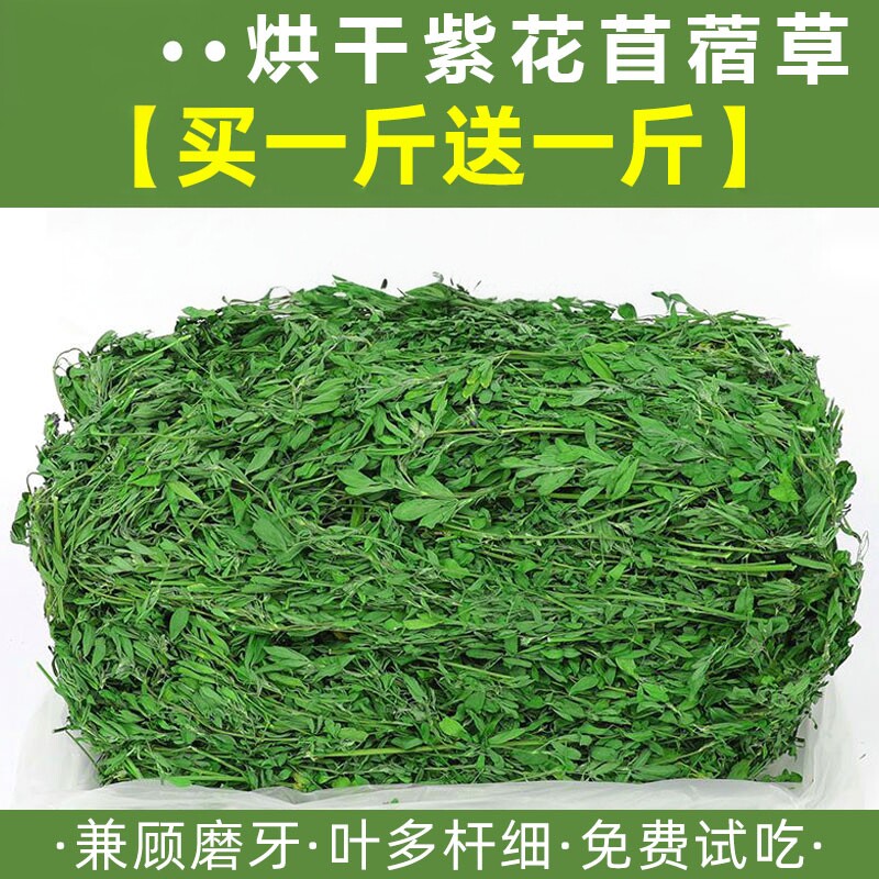 25年新紫花苜蓿草龙猫荷兰猪兔子食用草兔粮饲料宠物粮食主粮牧草